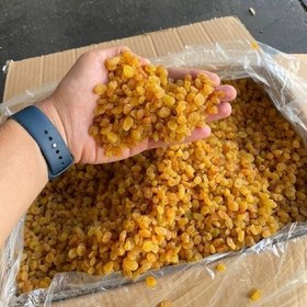 تصویر 2 از قیمت و خرید ویژه کشمش طلایی